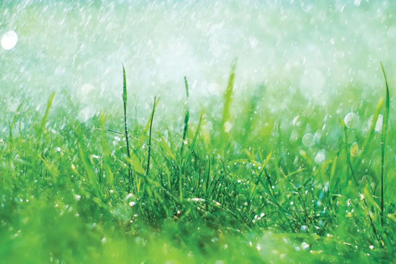 Summer can be the toughest time of the year for many gardens.
