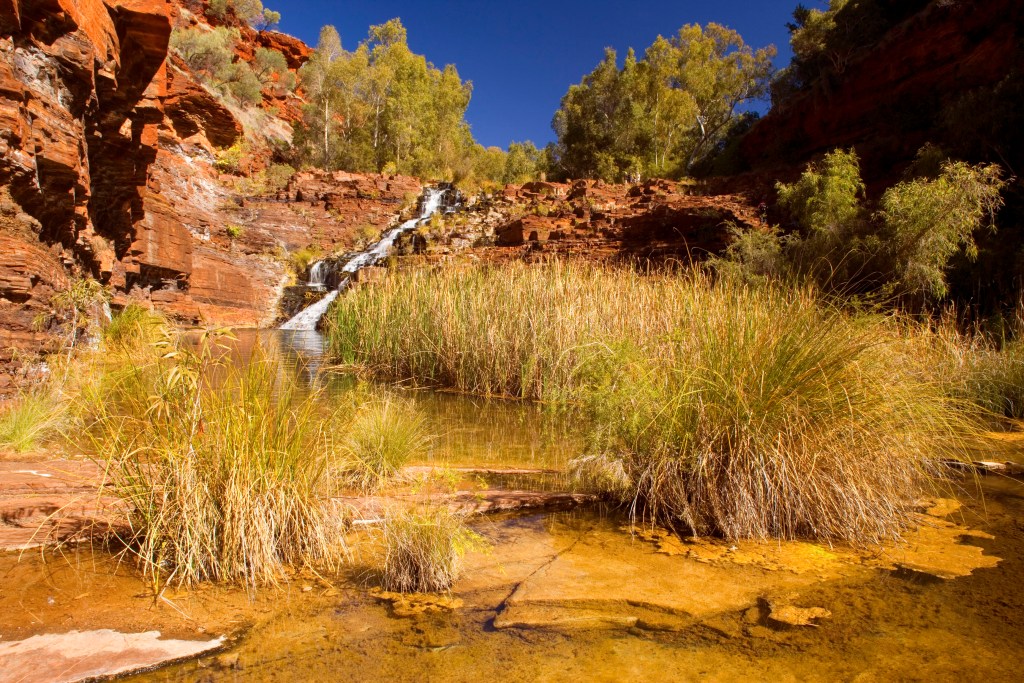 wild bush swimming