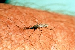Warning after mosquito bite puts Vic dad in coma
