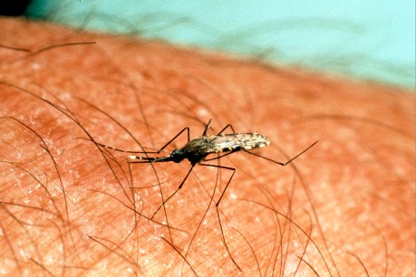 Warning after mosquito bite puts Vic dad in coma