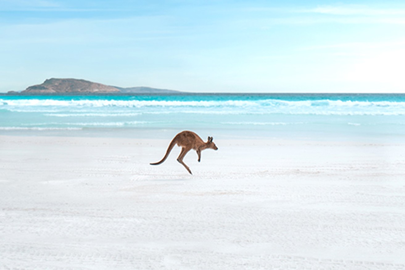 Lucky Bay is not just known for its powdery white sand, but also for the kangaroos. 