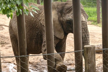Elephants are not people, US court rules