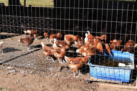 Bird flu back, with outbreak at Victoria farm