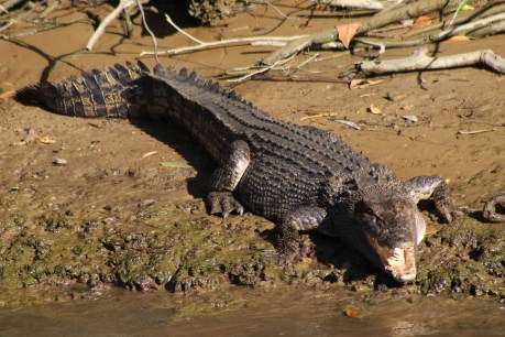 Search ends with human remains found inside crocodile