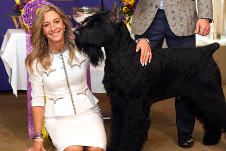 Third time lucky as giant schnauzer goes full Monty