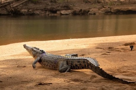 Warming climate making crocodiles hotter