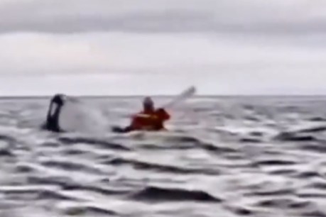 Man ‘swallowed’ by whale in eerily similar  encounter