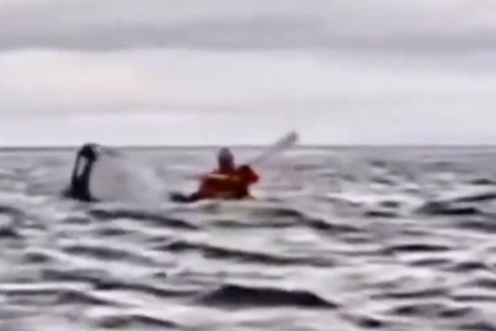 Man ‘swallowed’ by whale in eerily similar  encounter