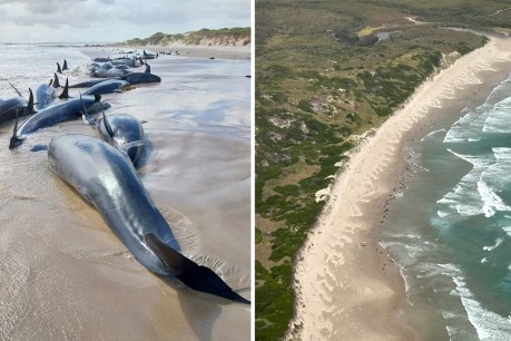 Bleak outlook for whales in remote mass stranding