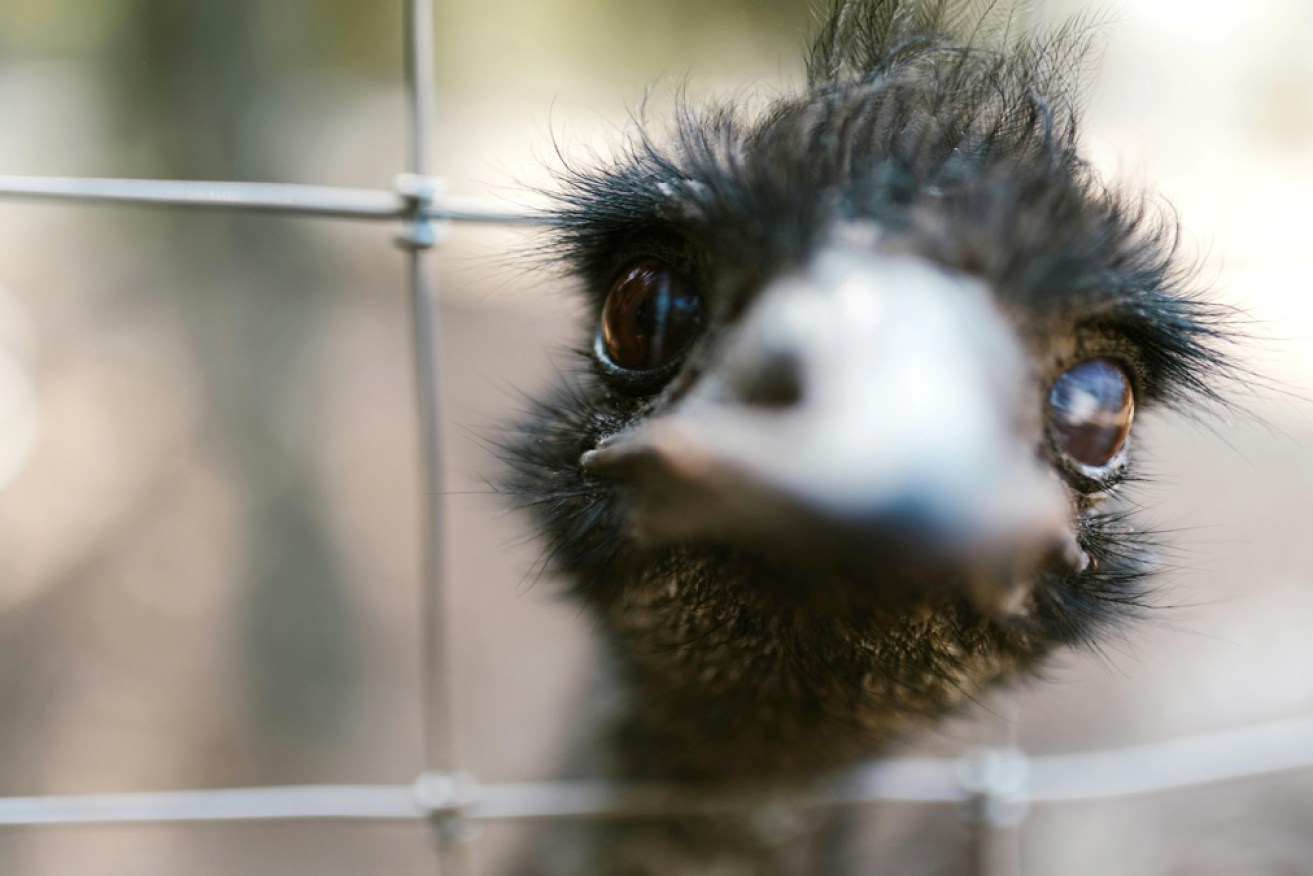 Stupid, moi? Emus have shone in a British study.