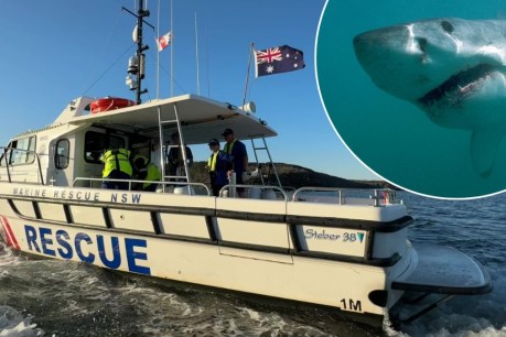 Search resumes for fisherman 'dragged' by shark