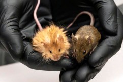 'Woolly mice' a first step to a mammoth return