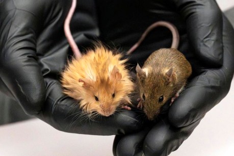 'Woolly mice' a first step to a mammoth return