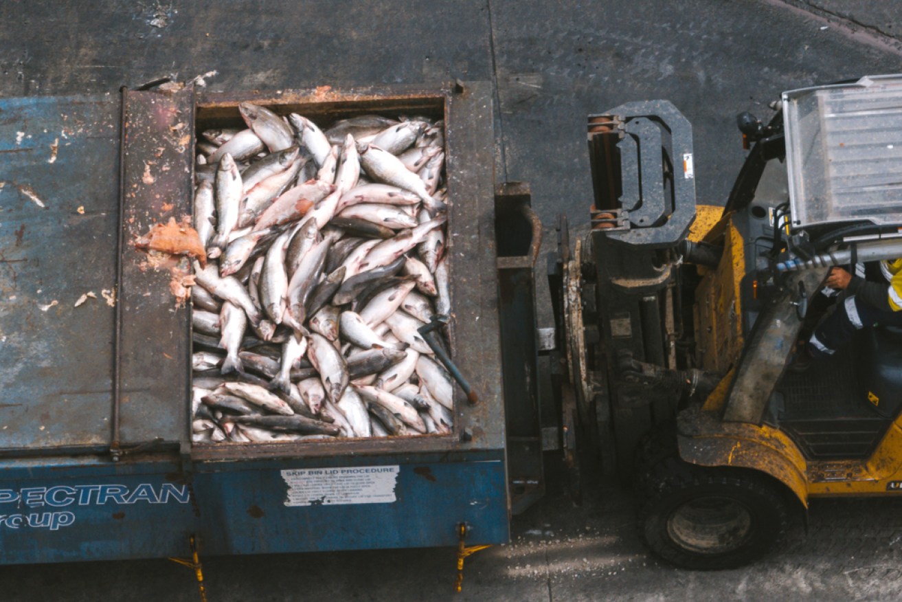 Salmon mortalities at Tassal's operations in southern Tasmania.