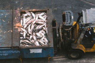 'Unprecedented' salmon deaths in Tasmania