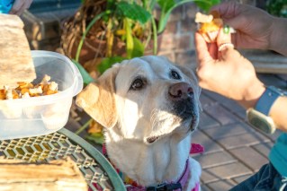 Labradors, humans share the same obesity genes