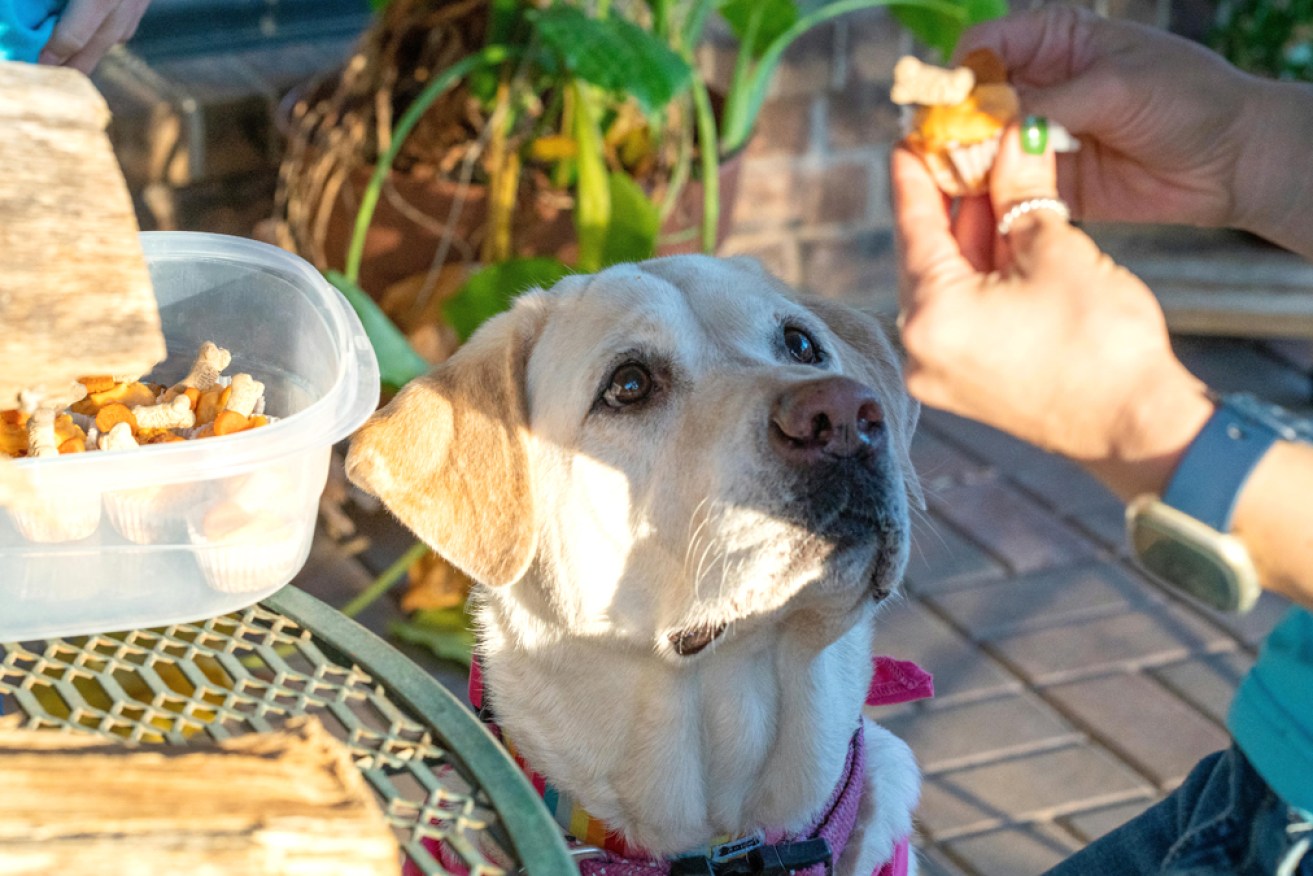 We might have more in common with man's best friend than previously thought.