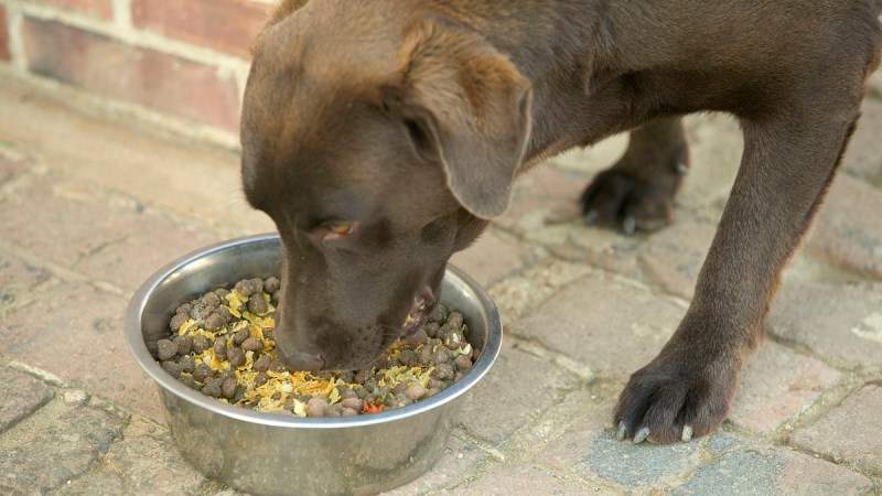labrador gene weight