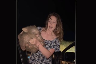 US influencer slammed after shocking video emerges of baby wombat manhandled