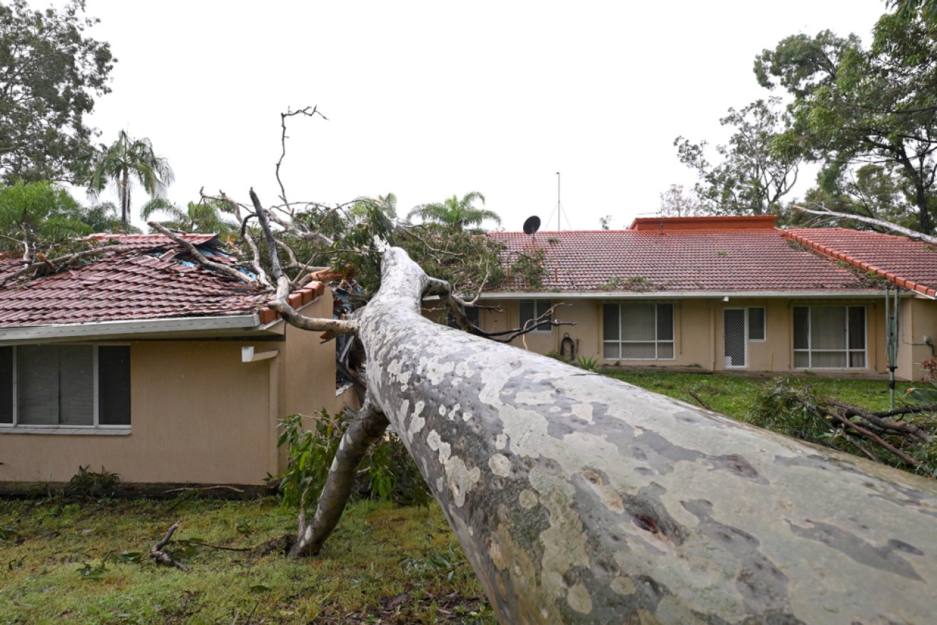 A gum tree brought down by Cyclone Alfred on a house at Mudgeeraba on the Gold Coast.