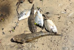 Days of fish kills expected after Alfred