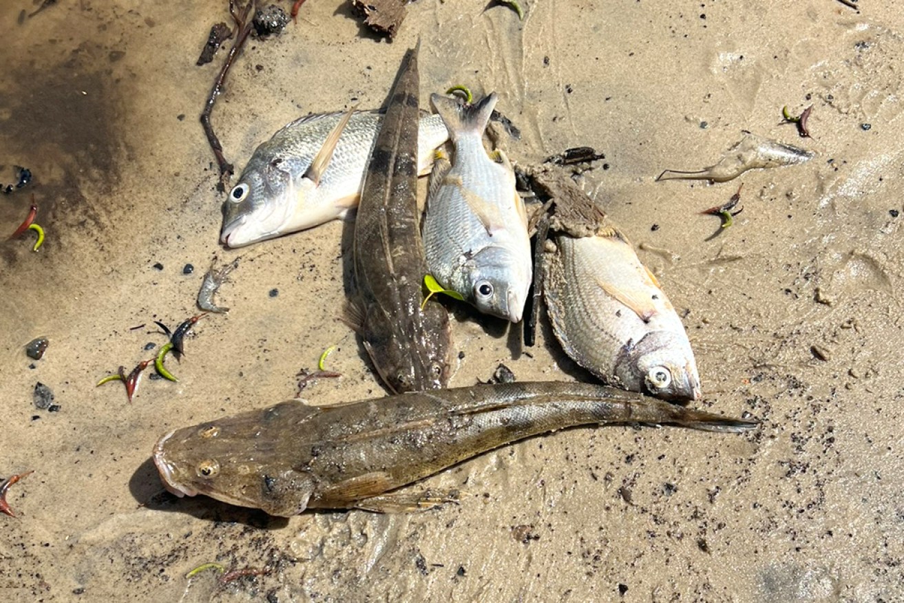 Habitat charity OzFish says thousands of fish have been washing up dead or dying in northern NSW.