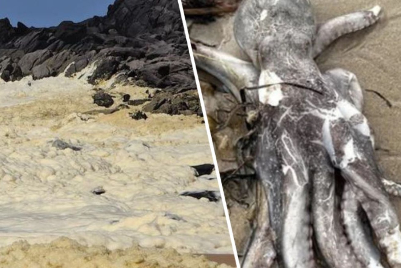 Sea creatures have washed up dead in a foamy 'algal bloom' in South Australia.