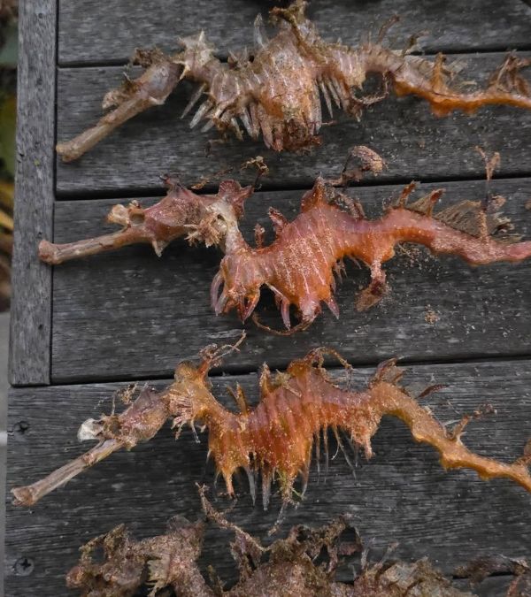 sea dragons
