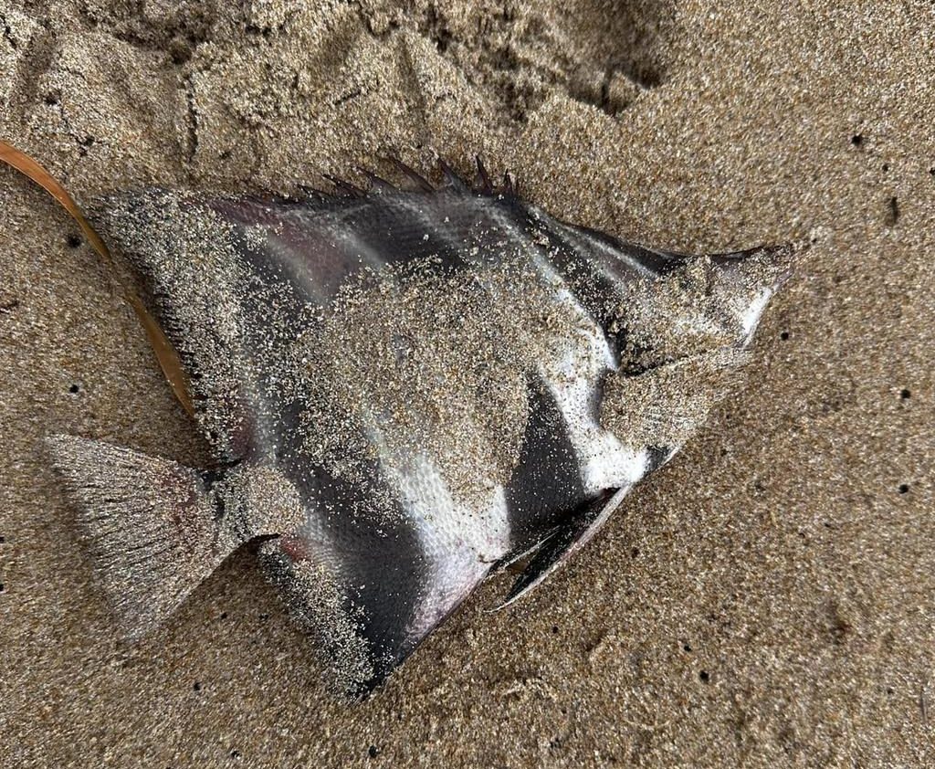 dead fish beach