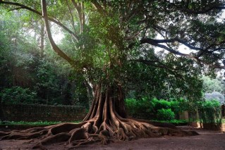 Aussie tree named one of best-loved in all of Europe
