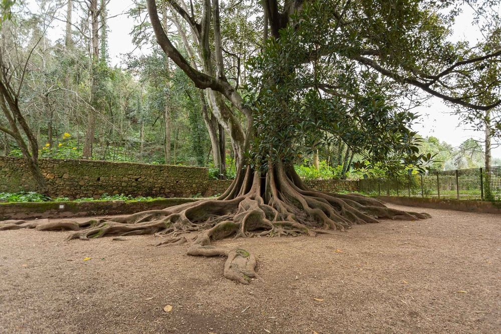 tree