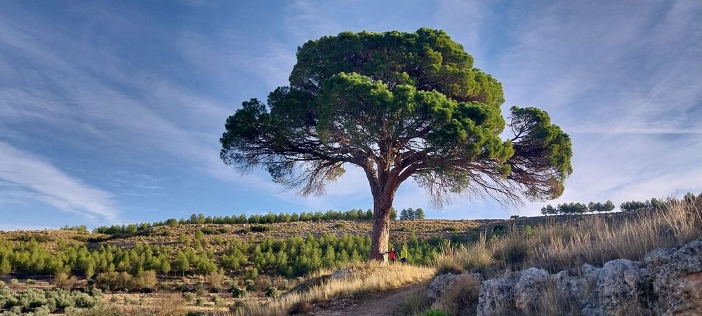 tree