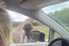 'F---ing hell': Former PM's scary ostrich attack