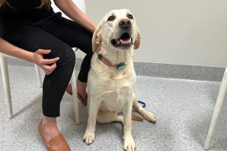 Food-obsessed pups’ weight under the microscope