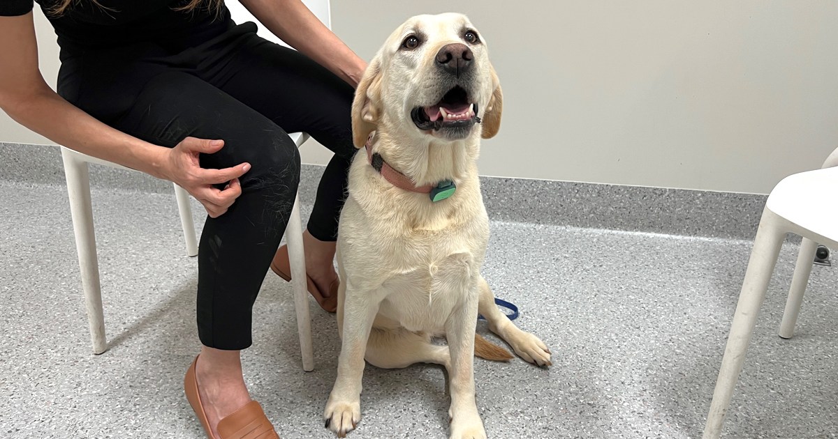 Food-obsessed pups' weight under the microscope