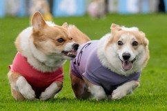 Fast and furious corgis dash to Derby line