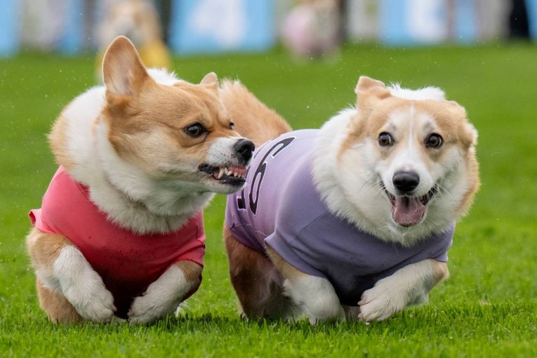 Fast and furious corgis dash to Derby line
