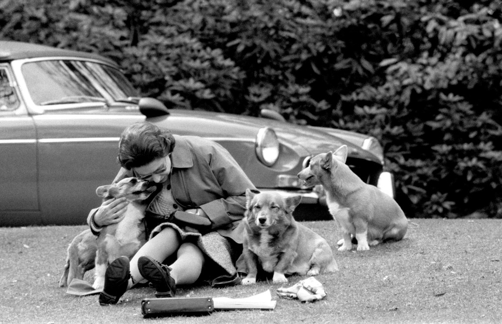 Corgi Derby Scotland