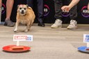 Even the canine pollsters sniff Labor election victory
