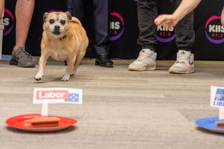 Even the canine pollsters sniff Labor election victory