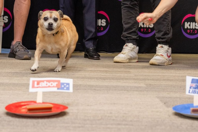 Even the canine pollsters sniff Labor election victory