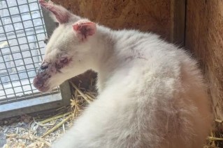 Rare albino wallaby found 15,000km from home