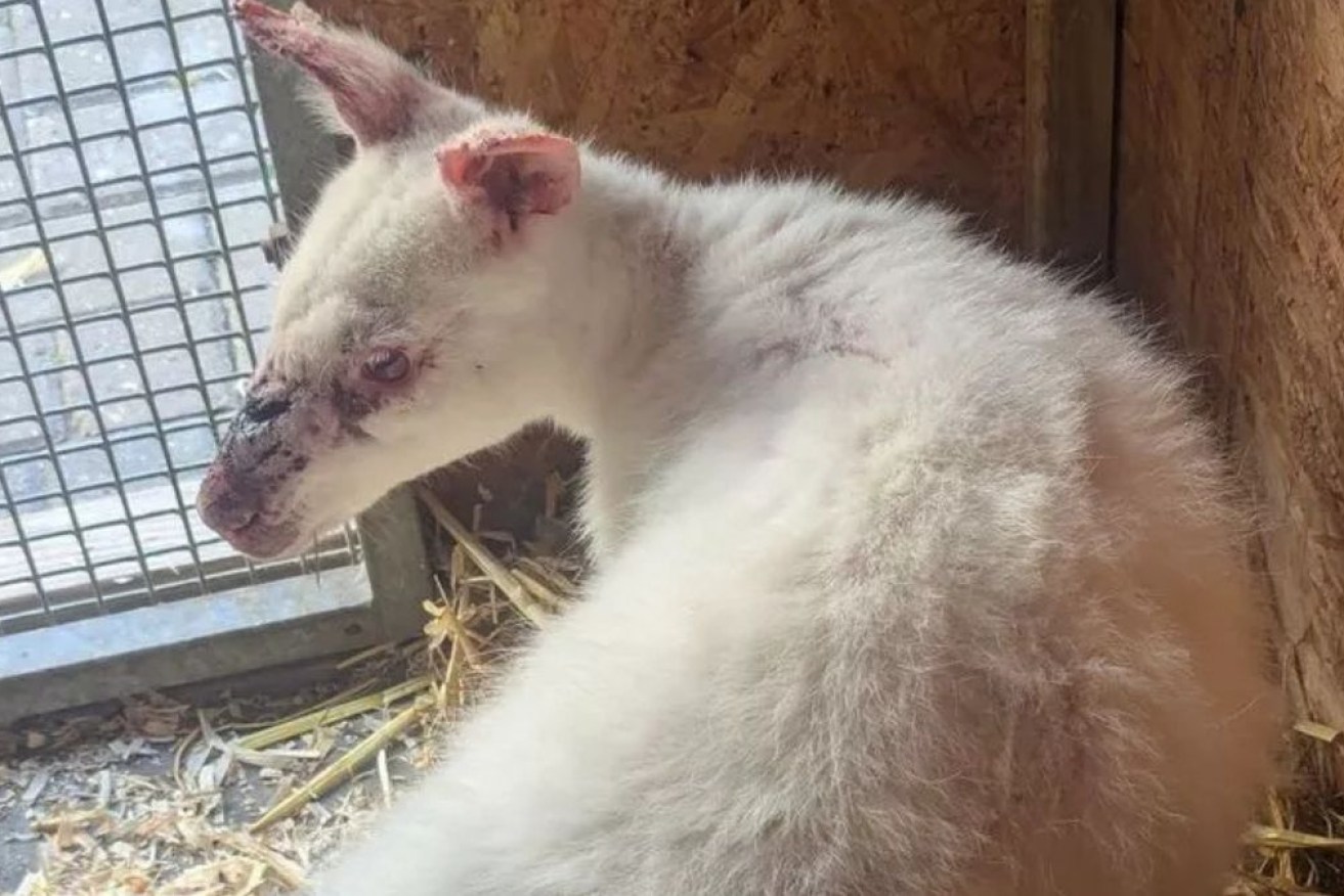 The albino wallaby was rescued by the RSPCA and placed in care.