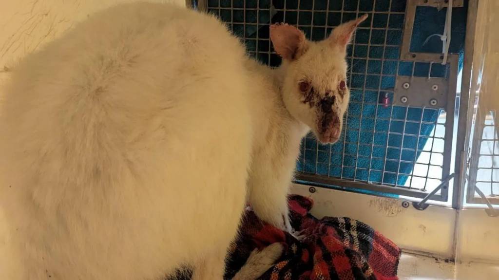 albino wallaby 