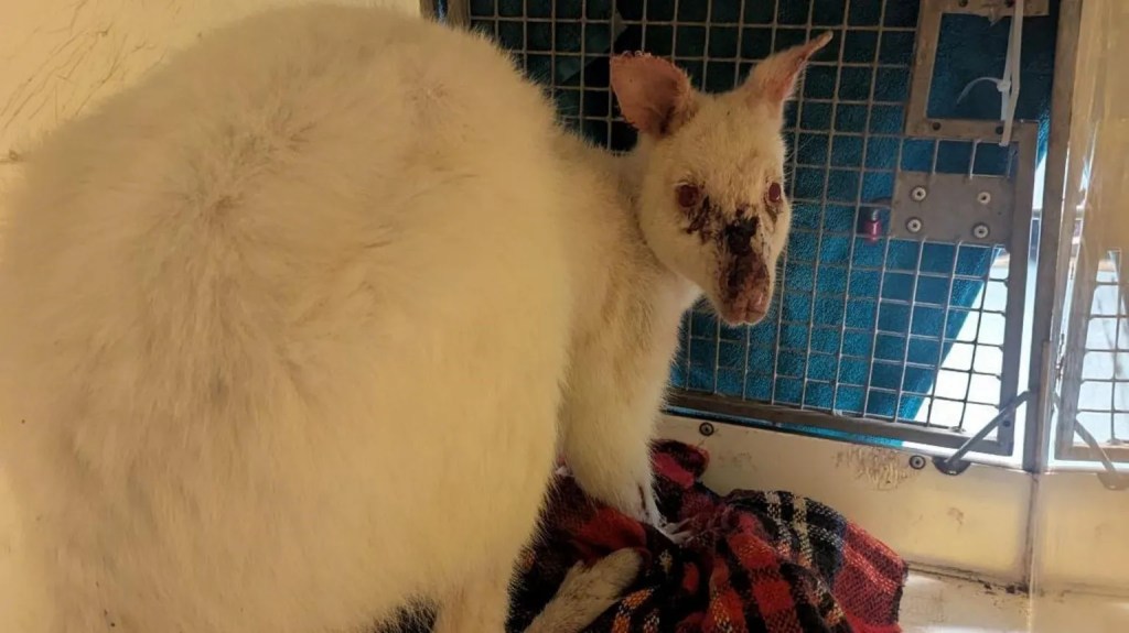albino wallaby