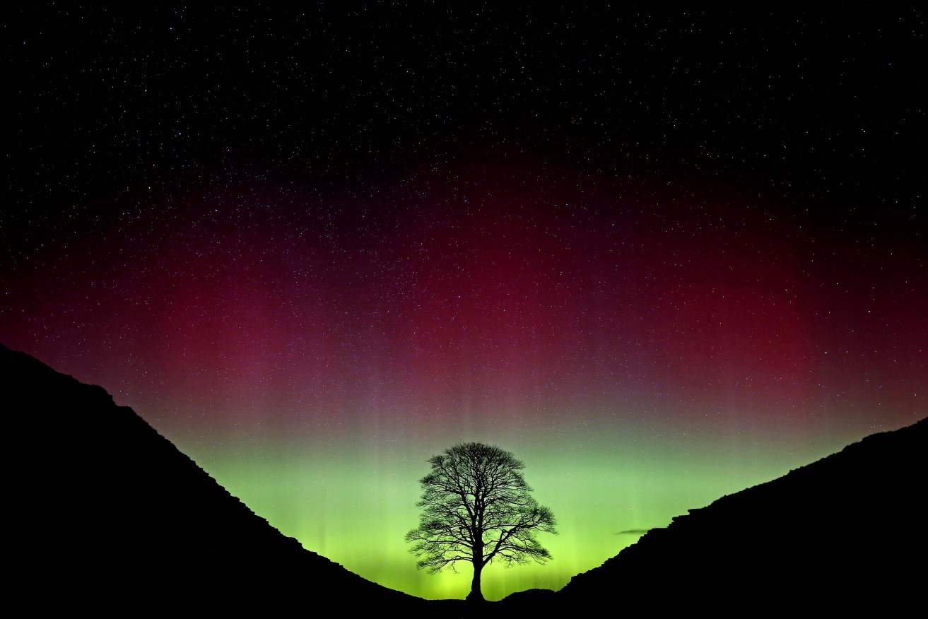 The Northern Lights shining over the Sycamore Gap at Hadrian's Wall in Northumberland.
