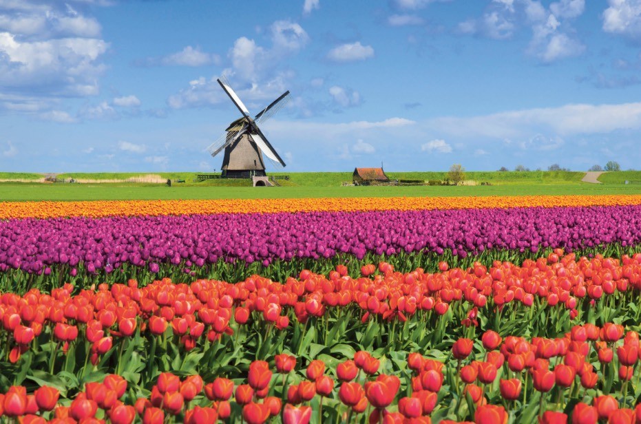 Scenic River Netherlands Tulips