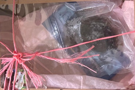 'Not funny': Cow dung stunt has Premier steaming