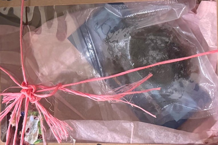 'Not funny': Cow dung stunt has Premier steaming