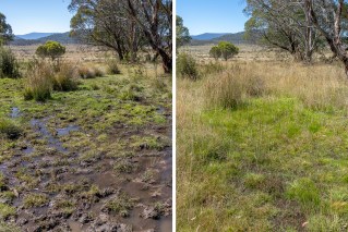 Kosciuszko improves after brumby cull